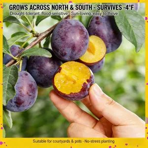 Plum Tree Seedling – Sweet Fruit Tree for Garden & Orchard, Easy to Grow