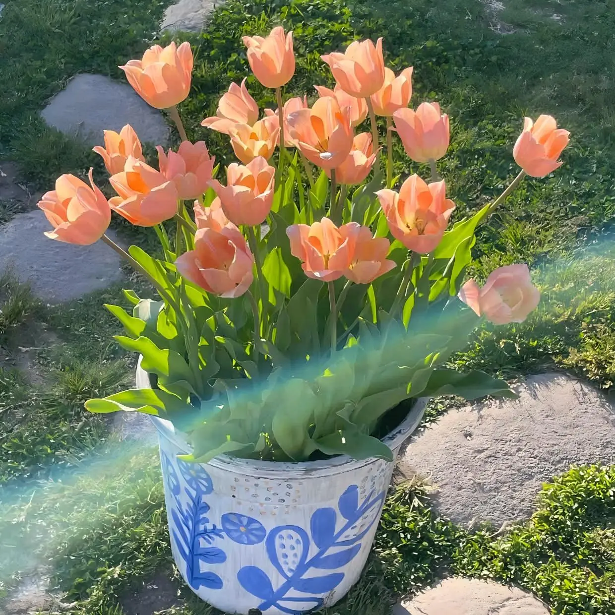 Tulip Bulbs, Mixed Colors, Perennial Spring Flower Bulbs, Home Garden Yard & Container Planting, Easy to Grow