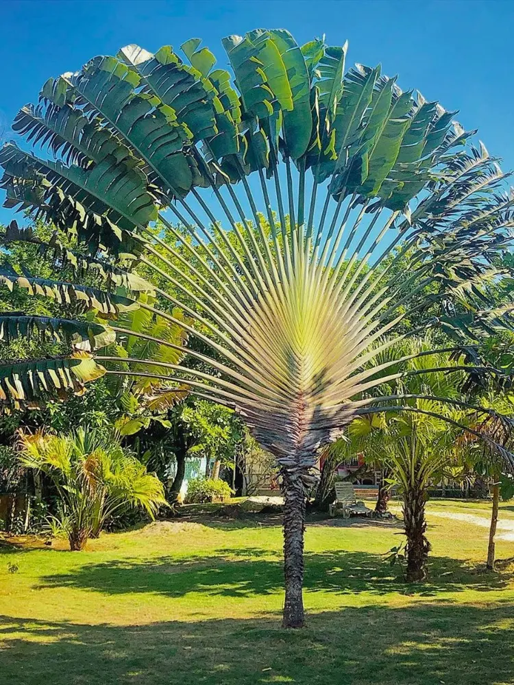 LIVE PLANT 3ft+ Travellers palm tree Ravenala madagascariensis  traveler's palm