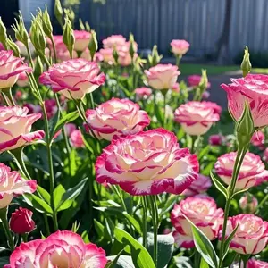 800 Eustoma Flower Seeds – Multi-Petal Lisianthus for Outdoor Flower Beds & American-Style Backyard Gardens (Seeds Only, Not Live Plants)
