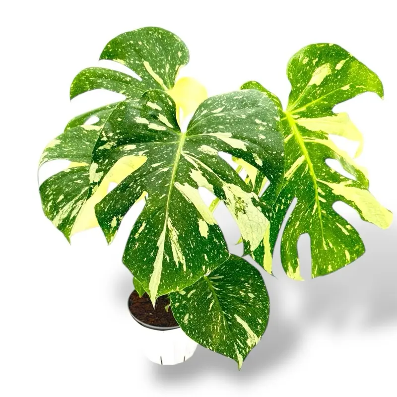 Monstera Thai Constellation, 6 Inch Pot, Live Plant