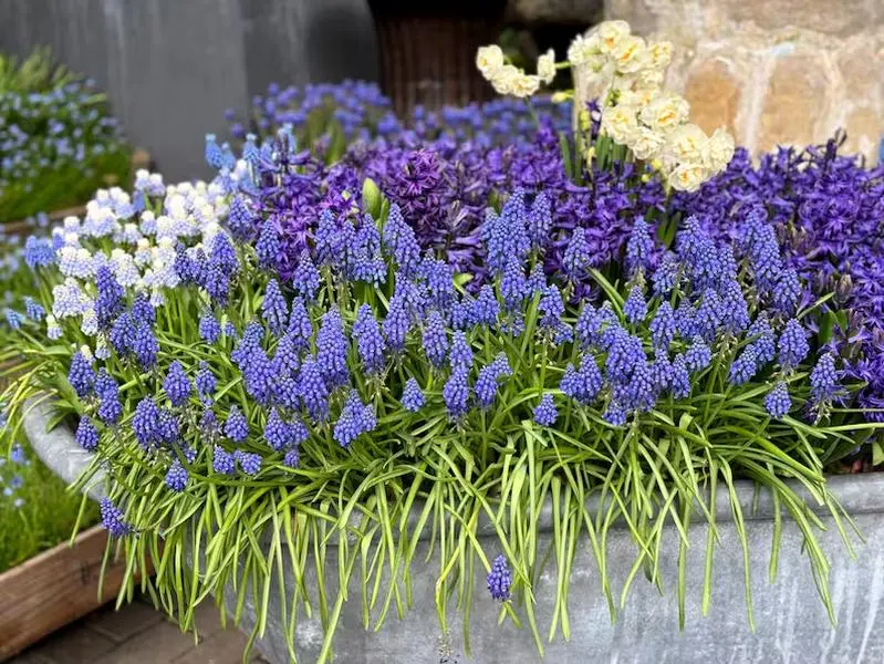 Muscari Grape Hyacinth Bulbs, Blue Perennial Flower Bulbs, Fragrant Spring Blooming Bulbs For Outdoor Garden, Patio Pots, Balcony Container Planting, Easy To Grow Hardy Ornamental Flowers