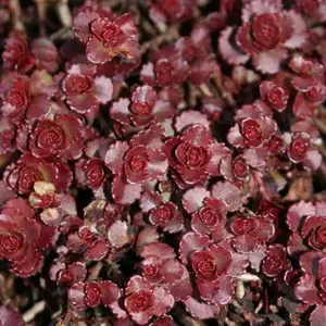 SEDUM FULDAGLUT -MN OUTDOOR PERENNIAL 4" POT