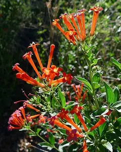 Firecracker Penstemon