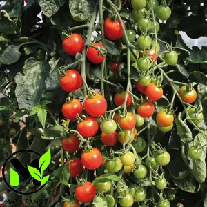 TOMATO CHERRY - Supersweet 100 Seeds - High Quality Seeds for Growing Tomatoes