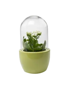 Pill Glass Terrarium Jar For Succulents