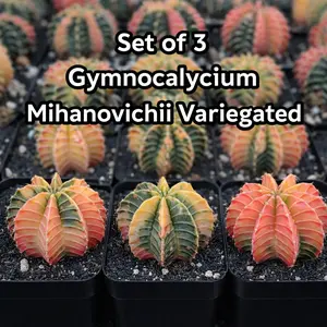 Noey Cactus Farm Set of 3 Gymnocalycium Mihanovichii Variegated LB Hybrid Cacti 2+ inch Multicolor Unique Patterns Easy Care Houseplant for Cactus Lovers All Seasons