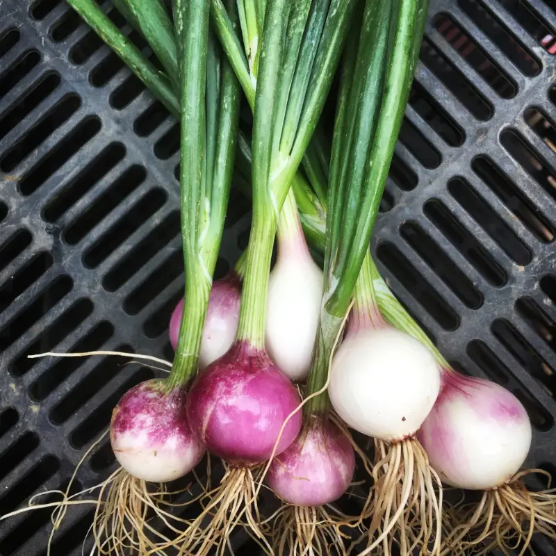Purplette Onion Organic Seeds (Allium cepa) – A charming mini red-purple bulb with mild flavor. Early-maturing, great for bunching, pickling, or eating fresh. Adds color and nutrition to spring and summer salads.