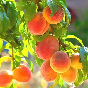 20 Seeds Dwarf Peach Fruit Tree Seeds Non-GMO Seeds Early Maturing Plant Self-Fertilization Decilious Fruit to Plant Indoor/Outdoor Easy to Gow