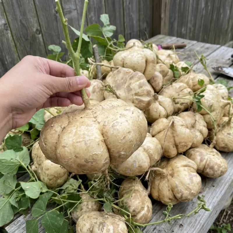 25+ Jicama Thai Seeds