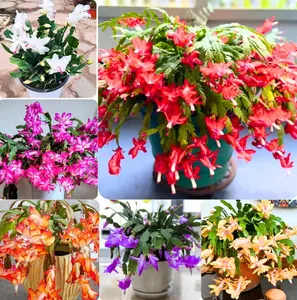 4 Mix Color Christmas Cactus Live Plant for Planting, Holiday Cactus Flowers 4 -6 Inch Tall in 3" Pot