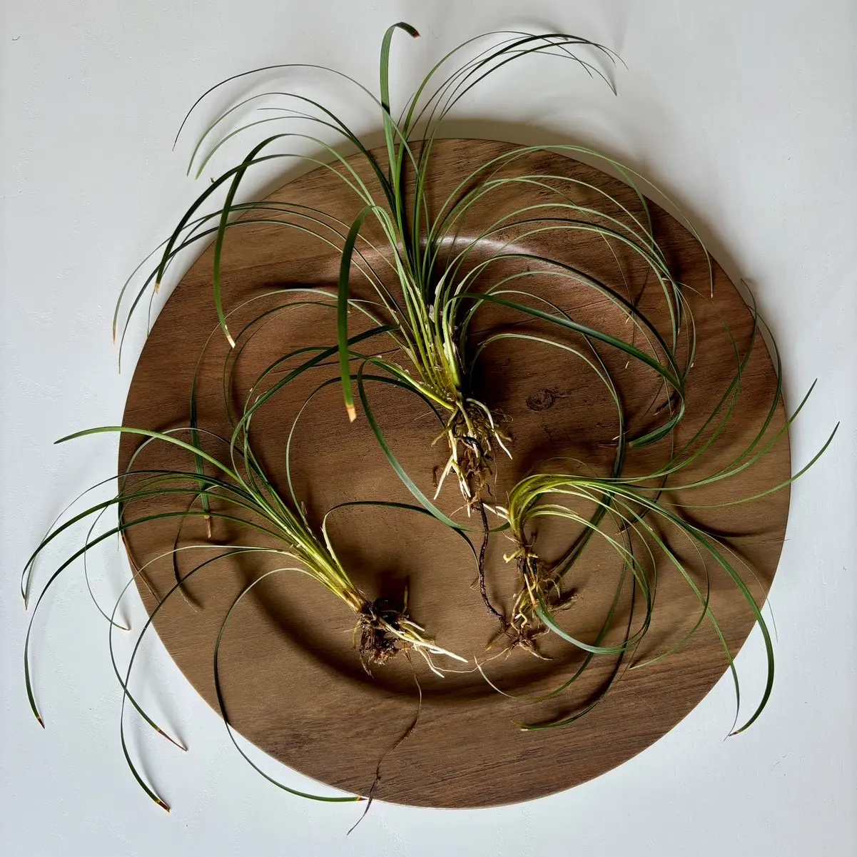Mondo Grass Plant Pack! Great as a Terrarium, Vivarium, or houseplant! Easy, tall background plant.