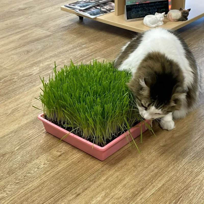 Mom's Indoor Cat Organic Cat Grass Large Tray - Feline Grass Treats - Eco-Friendly, Safe for Indoor Use