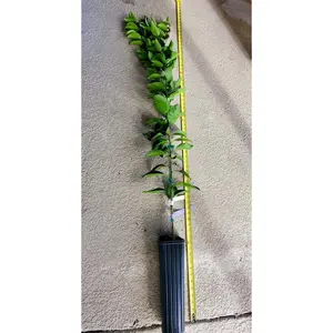 DEKOPON/ SUMO/ SHIRANUI Dwarf Japanese Sweet Seedless Mandarin