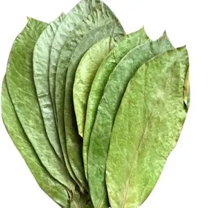 Organic Soursop Leaves