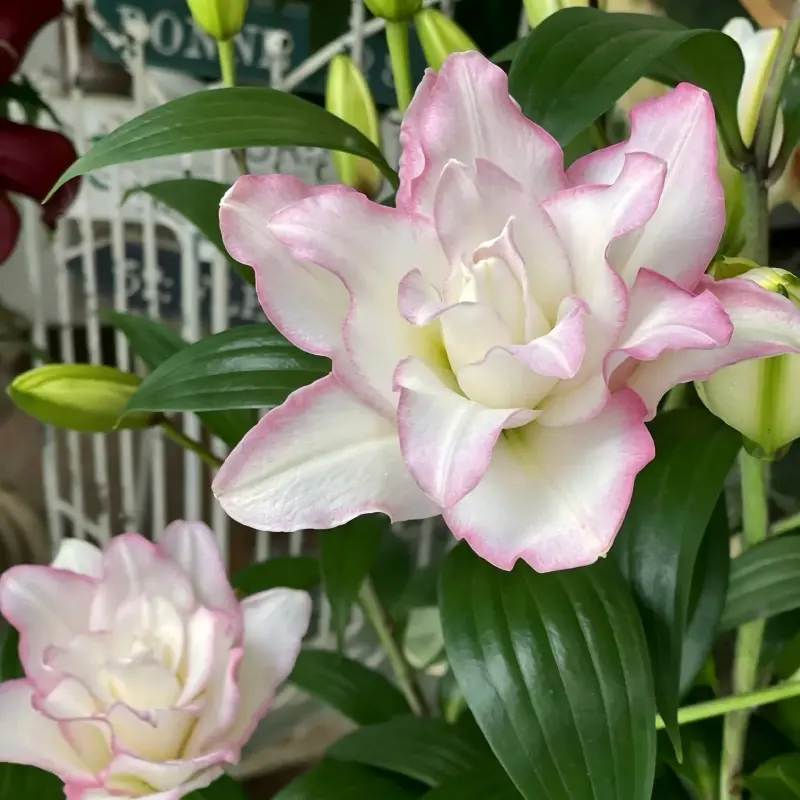 Ice Beauty double-flowered lily bulbs bloom in summer, exuding a rich fragrance, making them ideal for flower beds and cut flowers, and a perfect choice for backyard gardening enthusiasts.