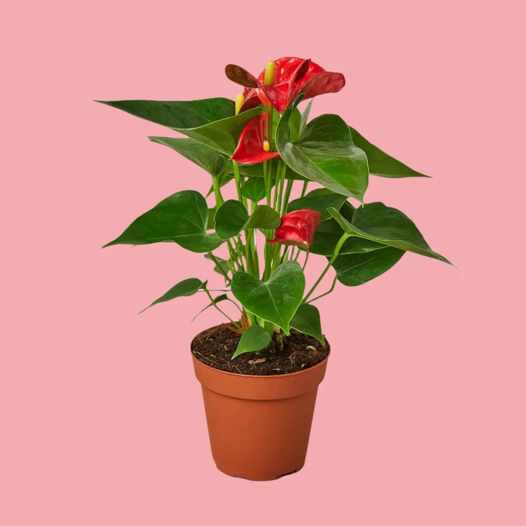 Anthurium 'Red' - A Stunning Red Anthurium Plant indoor plant Easy-to-Grow Air