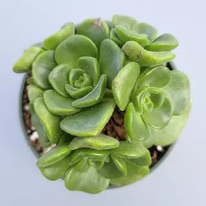 Aeonium 'Lily Pad' Rosette