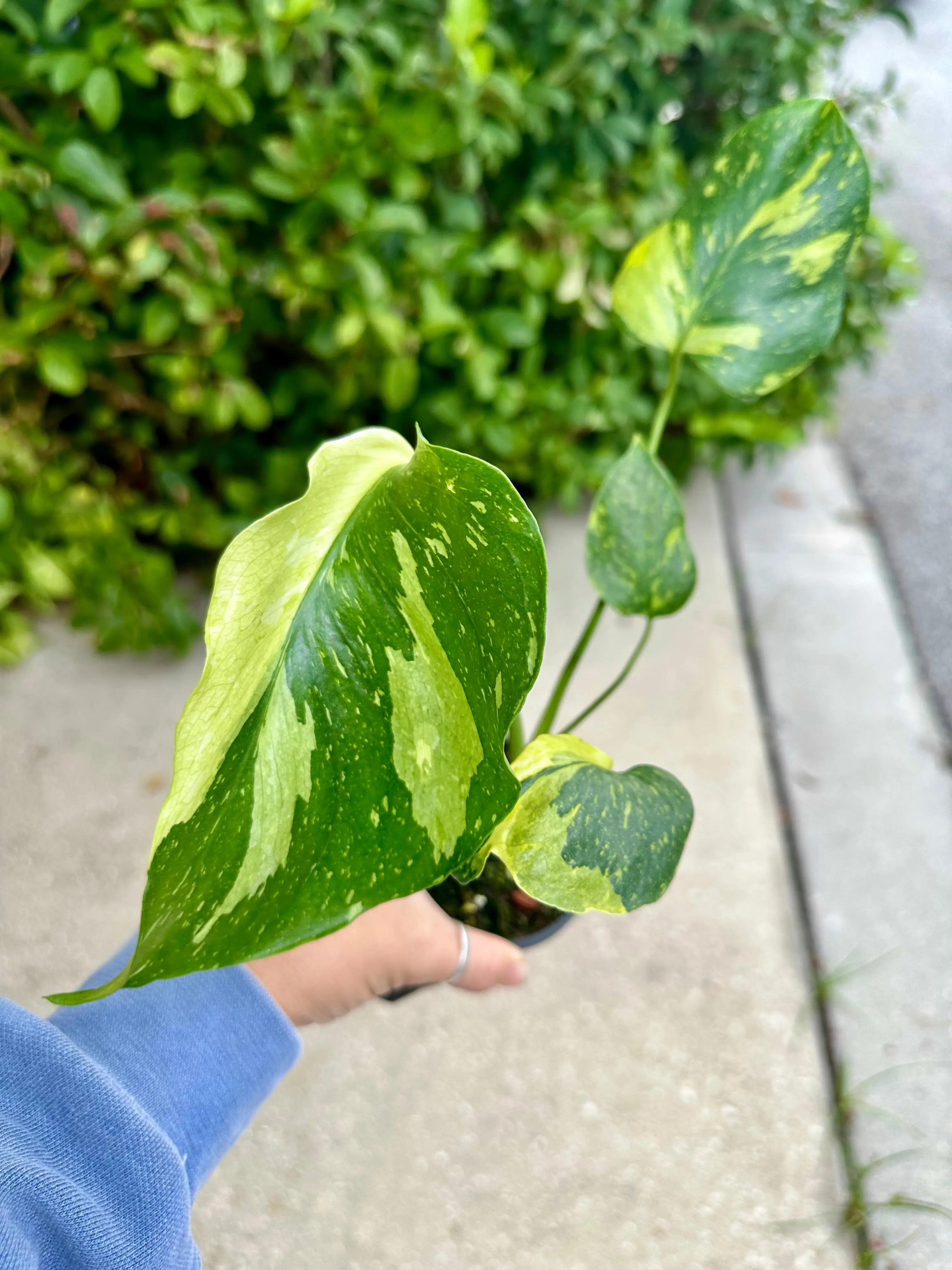 Monstera electrolyte - 4” pot