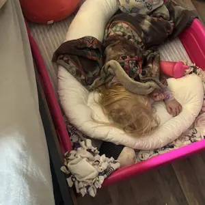 Choc chick Curve Long Toddler Kids Body Pillow for Sleeping, 34x27 inches Moon Shape Soft Child Hug Pillow, 100% Natural Cotton Pillowcase, Washable & Breathable Crib Pillow for Kids