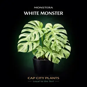 5 PACK Monstera White Monster TC