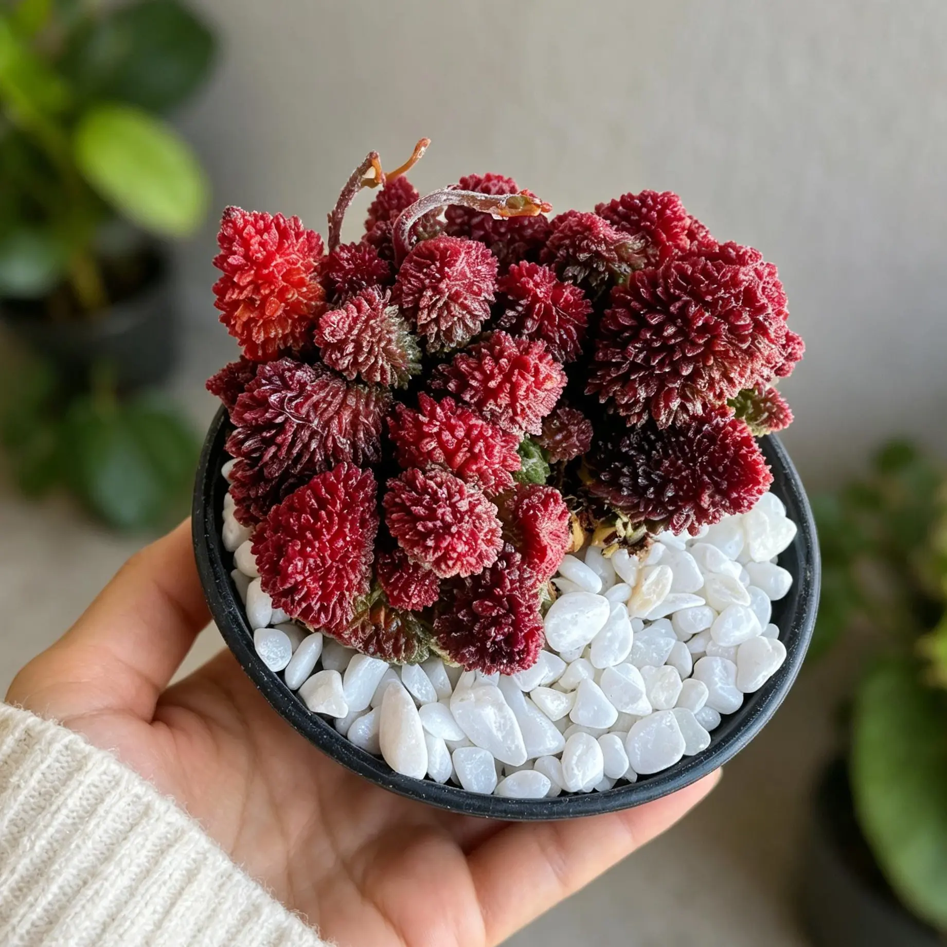 Echeveria ‘Lunar Heart’ Variegata Rare Succulent Plant Bare Root | Stunning Variegated Rosette | Easy Care Indoor Houseplant | Beginner Friendly | Aesthetic Home & Garden Decor Gift #Succulent #Echeveria #RareSucculent #PlantTok #Houseplants #HomeDecor