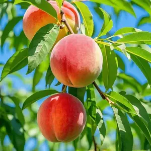 Peach Seeds for Planting, Fruit Tree Seeds, Suitable for Pots, Indoor and Outdoor Garden Growing, Easy to Grow