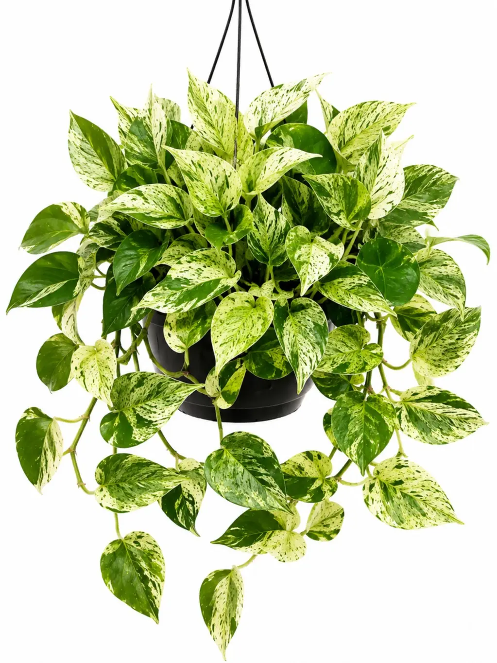 Snow Queen Pothos Live Plant – Beautiful White & Green Variegated Houseplant in 2" Pot – Easy-Care Indoor Air-Purifying Plant