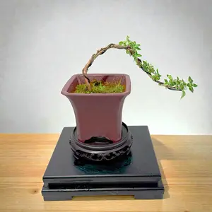 Variegated Serissa Bonsai – “Snow in June” Live Mini Tree,Golden-Edge Leaves,Indoor Outdoor Bonsai with Pot,Perfect Gift for Home & Office Decoration