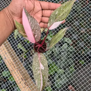 Philodendron Pinki Princess Marble Plants