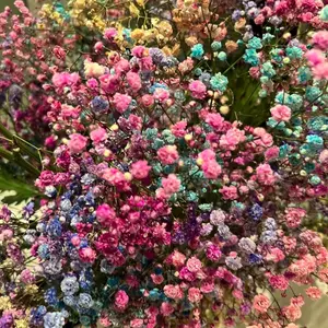 Mixed Color Gypsophila Seeds 100 PCS, Baby’s Breath Flower Seeds for Outdoor Garden Planting, Long Blooming, Easy Care, Pollinator Friendly, Seeds Only, Not Live Plant