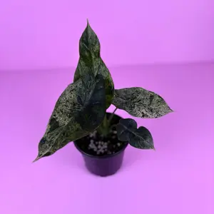 RARE Alocasia Baginda Dragon Scale Mint Variegated 4” | Variegated Jewel Alocasia