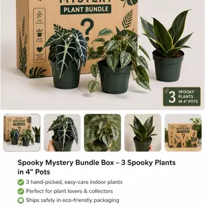 Spooky Bundle Box - 3 Assorted Live Houseplants in 4” Pots | Easy Care Tropical Plants | Hand Selected