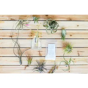 Tillandsia Air Plant Grab Bag of Small & Medium Plants with Fertilizer and Air Plant Mister [10 Pack]