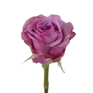 Cool Water Roses