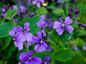 200 Violet wildflower seeds