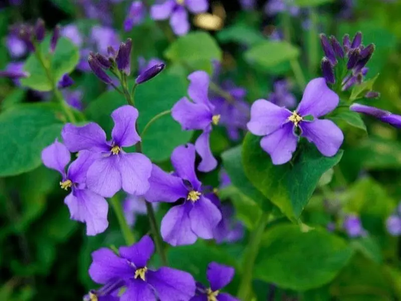200 Violet wildflower seeds