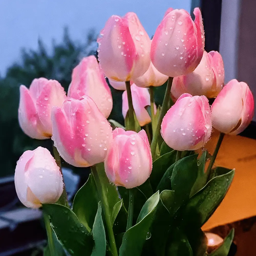 Pink Tulip Bulbs | Easy Grow Perennial Spring Flowers For Garden & Pot