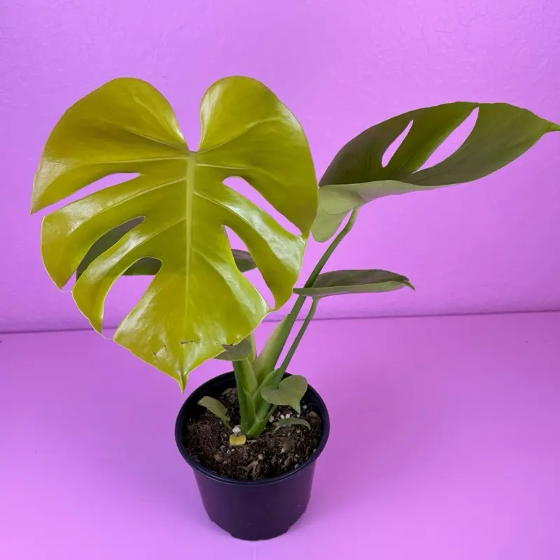 RARE Monstera Lemon Lime 6” | Variegated Monstera | Collector Aroid