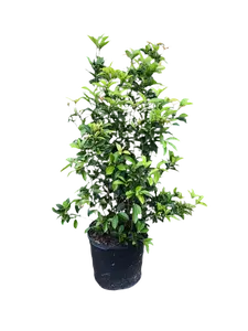 Osmanthus fragrans Tea Olive