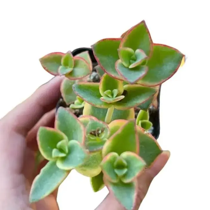 Calico Kitten - Crassula Pellucida Variegata - Live Trailing Succulent in 4" Pot