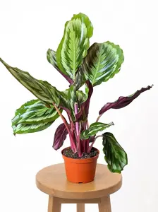 6" XXL Calathea Medallion (1.5 Ft Tall), Pet Friendly Live Houseplant, Indoor Plant