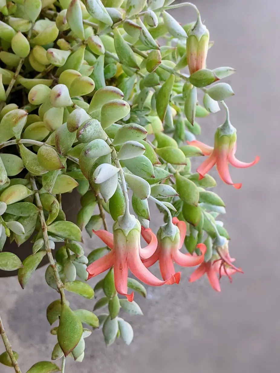 Rare Cliff Cotyledon Pendens, Live Hanging Succulent, 2" Pot