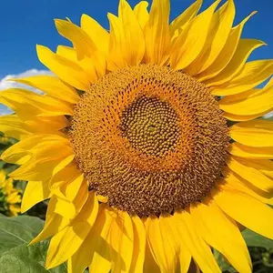 Mammoth Grey Stripe Sunflower Seeds - 50pcs/pack - Huge Blooms on 8-12 ft Stems for Giant Sunflower Beauty