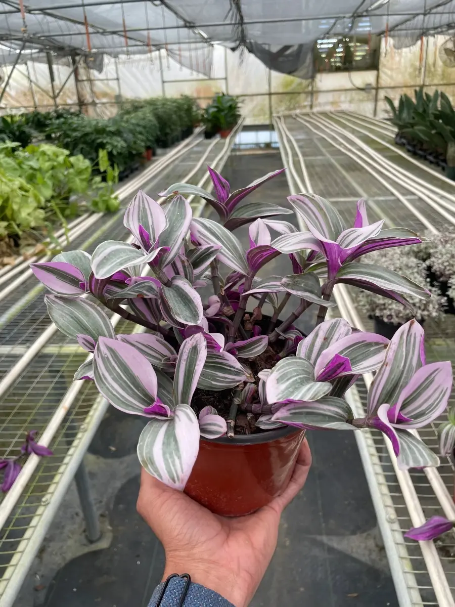 Tradescantia Nanouk House Plant - Colorful Foliage, 6 in. Pot, Dropship Ready Home Decor Plant