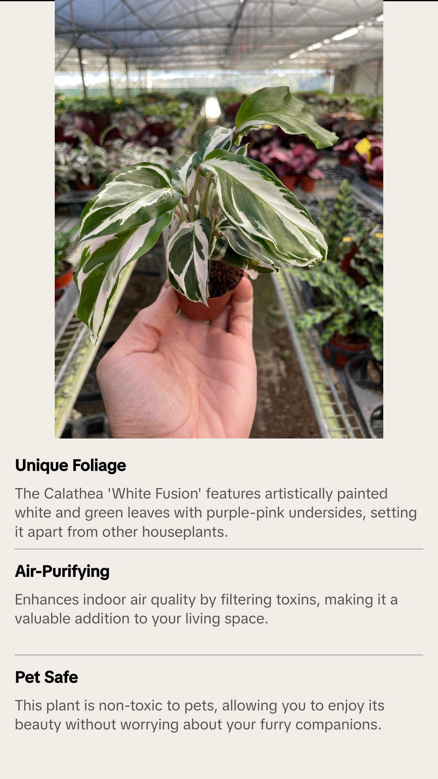 Calathea 'White Fusion' - Funky Foliage Fusion: Exotic Zebra Peacock Plant with Striking White and Green Leaves