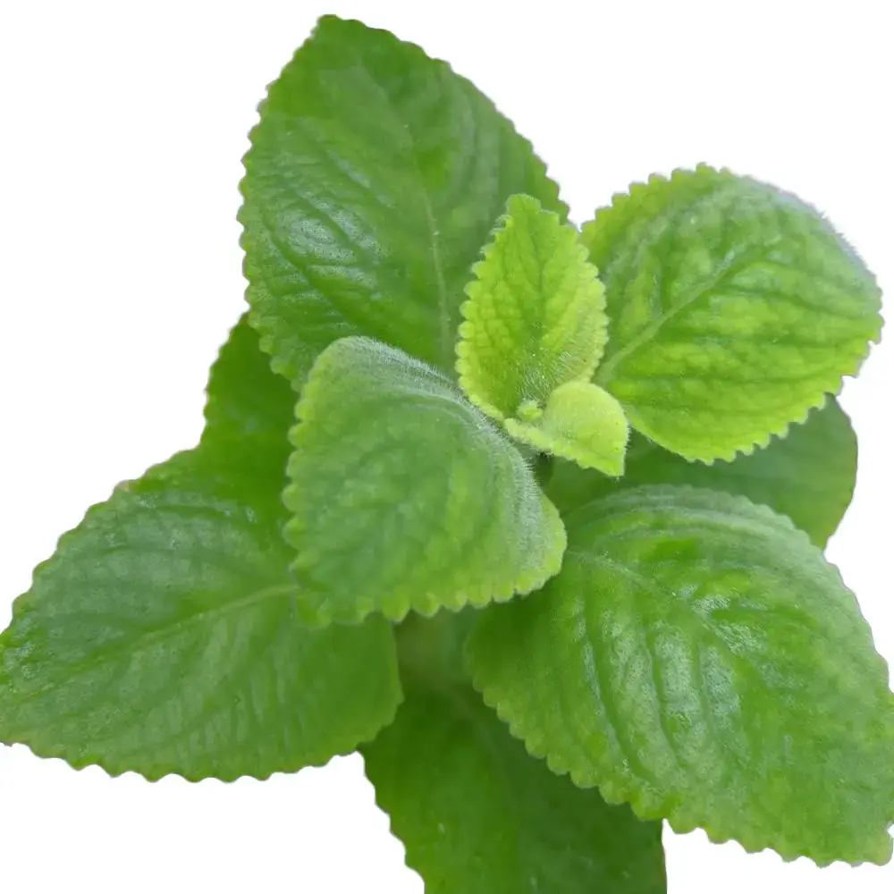 Cuban Oregano Plant Mexican Mint 5 to 7 Inches