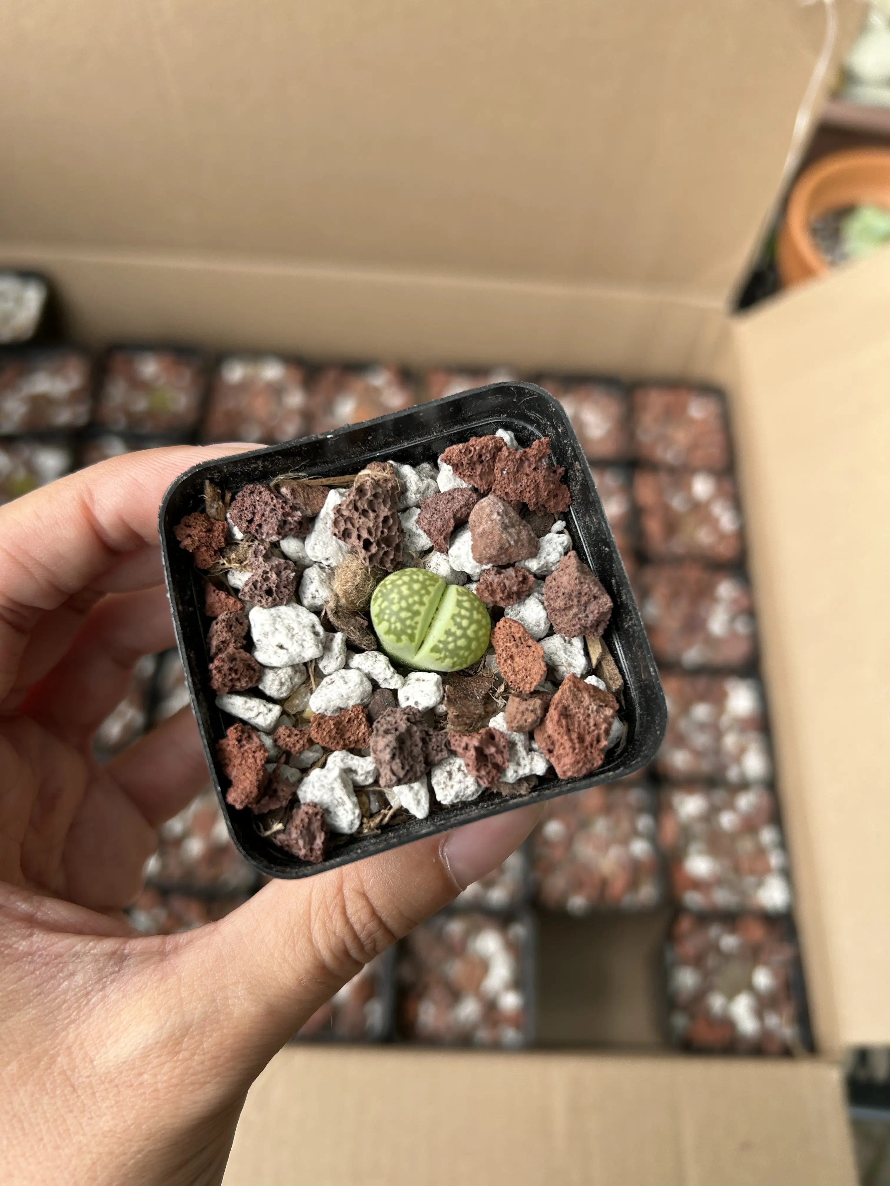 Living Stone (Lithops) in 2-inch Pot - Live Succulent Plant