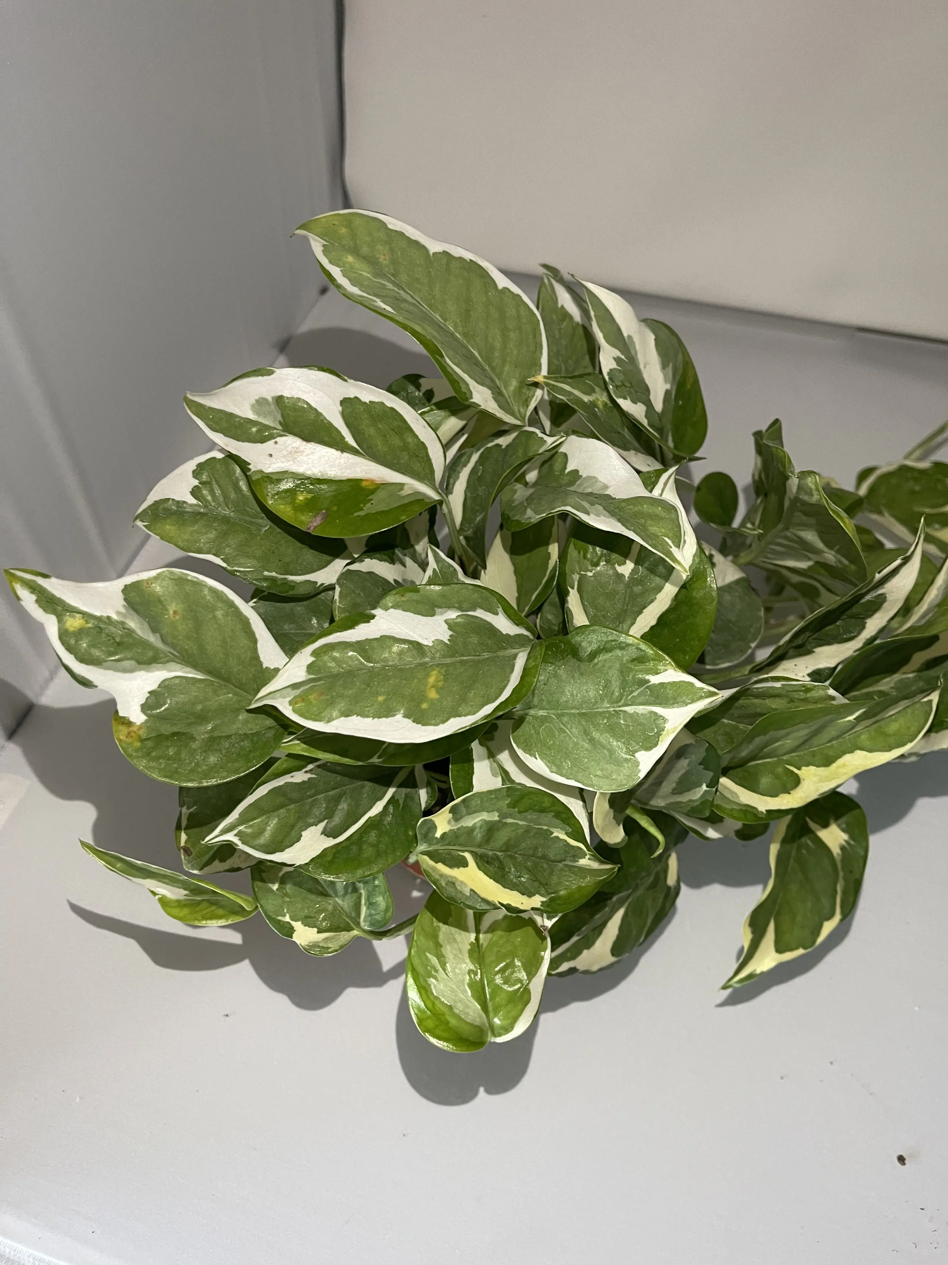 4" N'joy Pothos Live Plant – Variegated Indoor Houseplant in Nursery Pot, Easy Care Trailing Plant for Home Décor