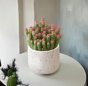 Drought-Tolerant Crassula 'Money Chain' Small Plant Shape Soil-Tolerant Office Desktop Lucky Green Plant for Easy Care and Office Decor - Houseplants